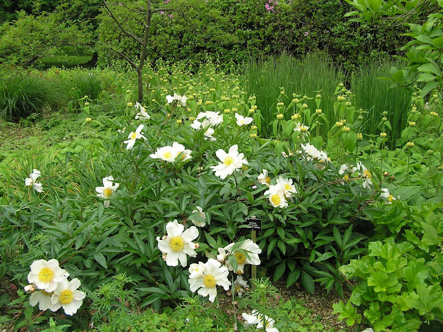 The Savill Garden biała piwonia o pojedynczych kwiatach