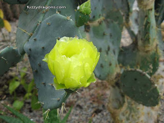 Cacti fuzzydragons.com