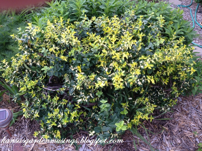 Phyto Files Euonymus Fortunei Emerald N Gold Emerald N Gold