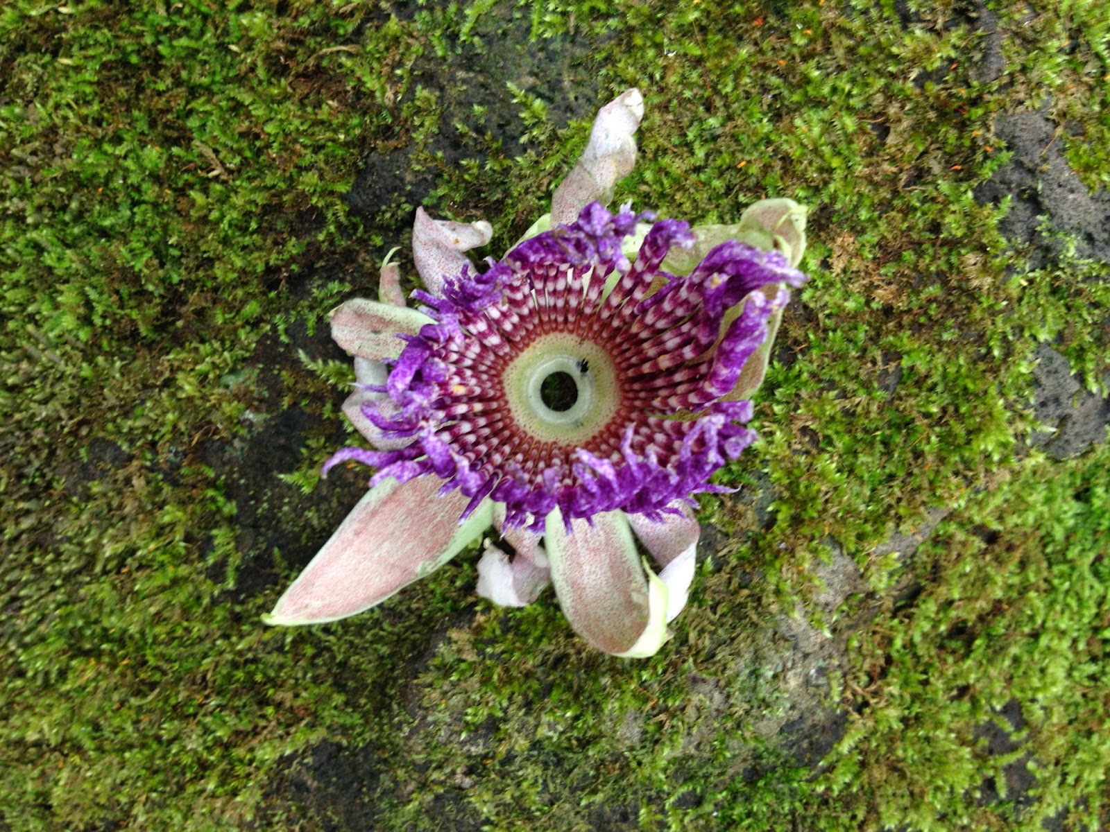 This one was off the stem, but we saw others growing wild