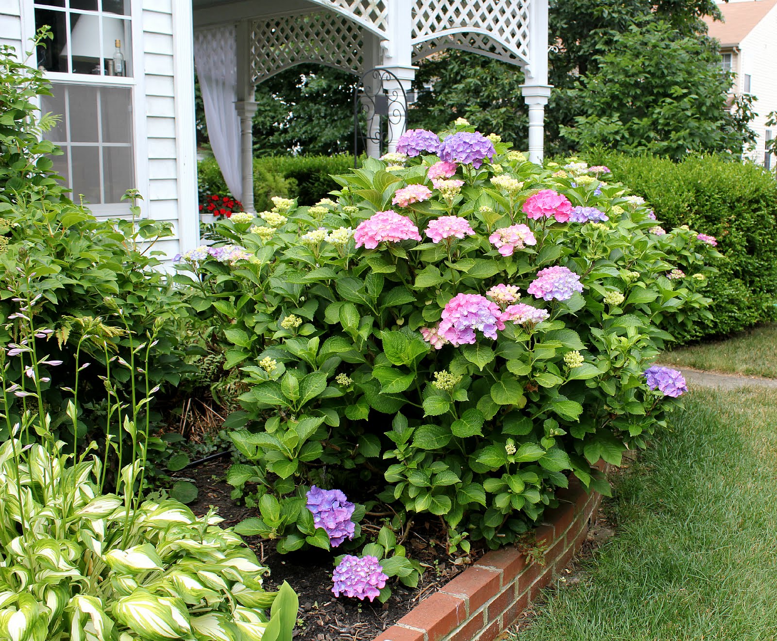 One To Grow On Hydrangea Care And Pruning A Mystery Solved