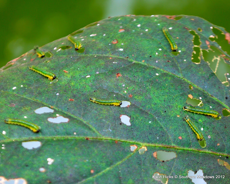 Hibiscus are under attack!