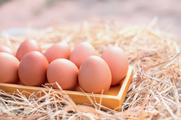 Analisa Bisnis Peluang Usaha Ternak Ayam Petelur Dengan Modal