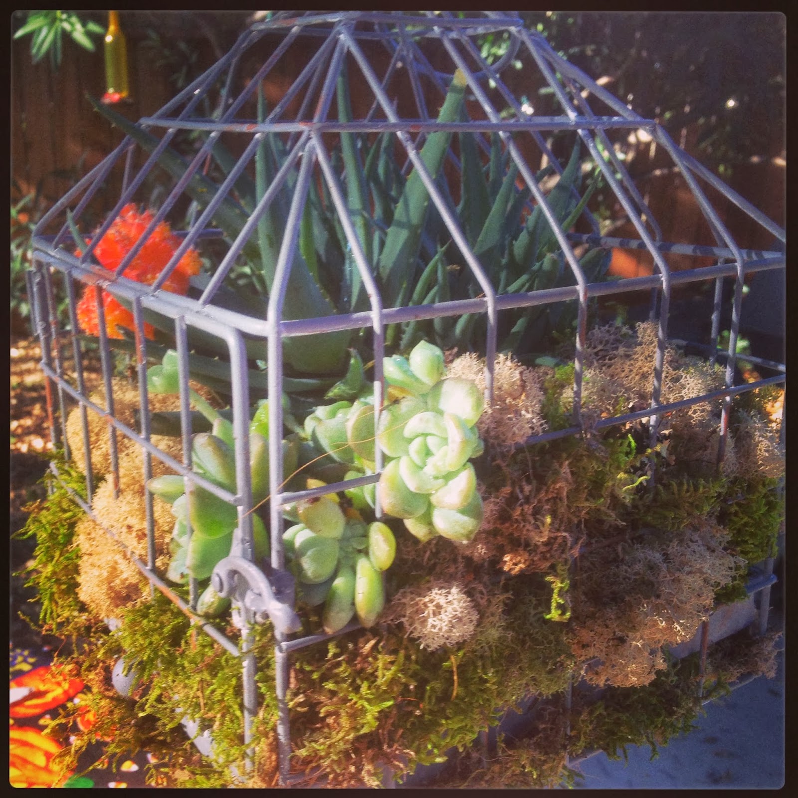 Food & Fashion Frenzy: Succulent Gardens