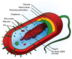 Célula procarionte