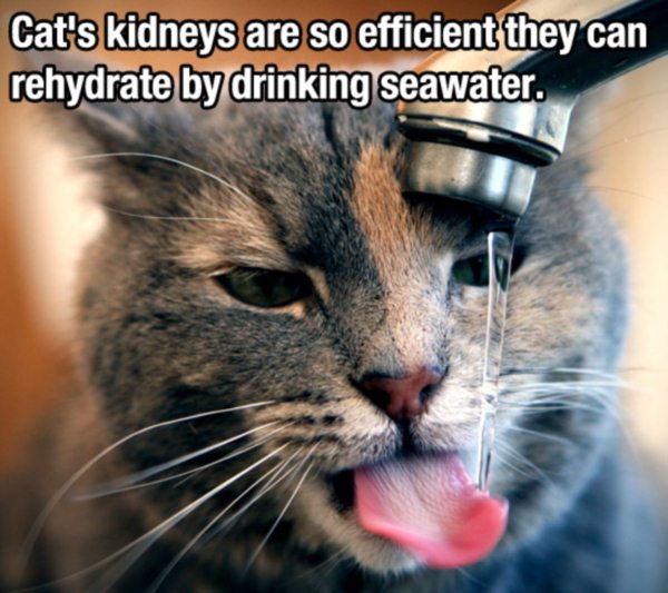 Amazing Facts Cat s Kidneys Are So Efficient They Can Rehydrate By 