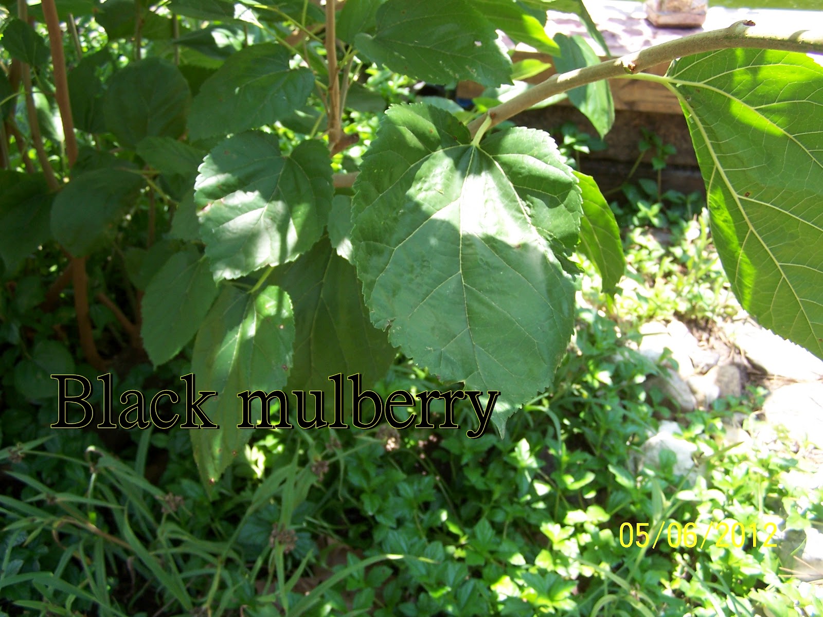 The Roosting Hen Can I feed that Weed to my Rabbit?