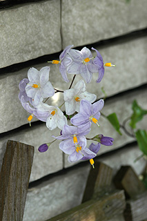 ヤマホロシ／ツルハナナス