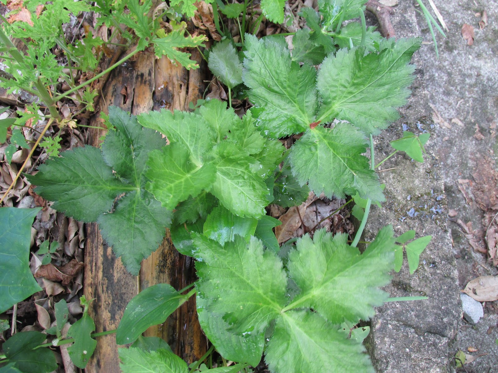 . Mitsuba, Salsa Japonesa