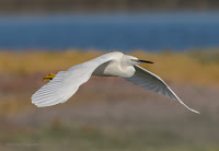 Little Egret - Birds In Flight Photography Cape Town: Canon EOS 7D Mark II Gallery