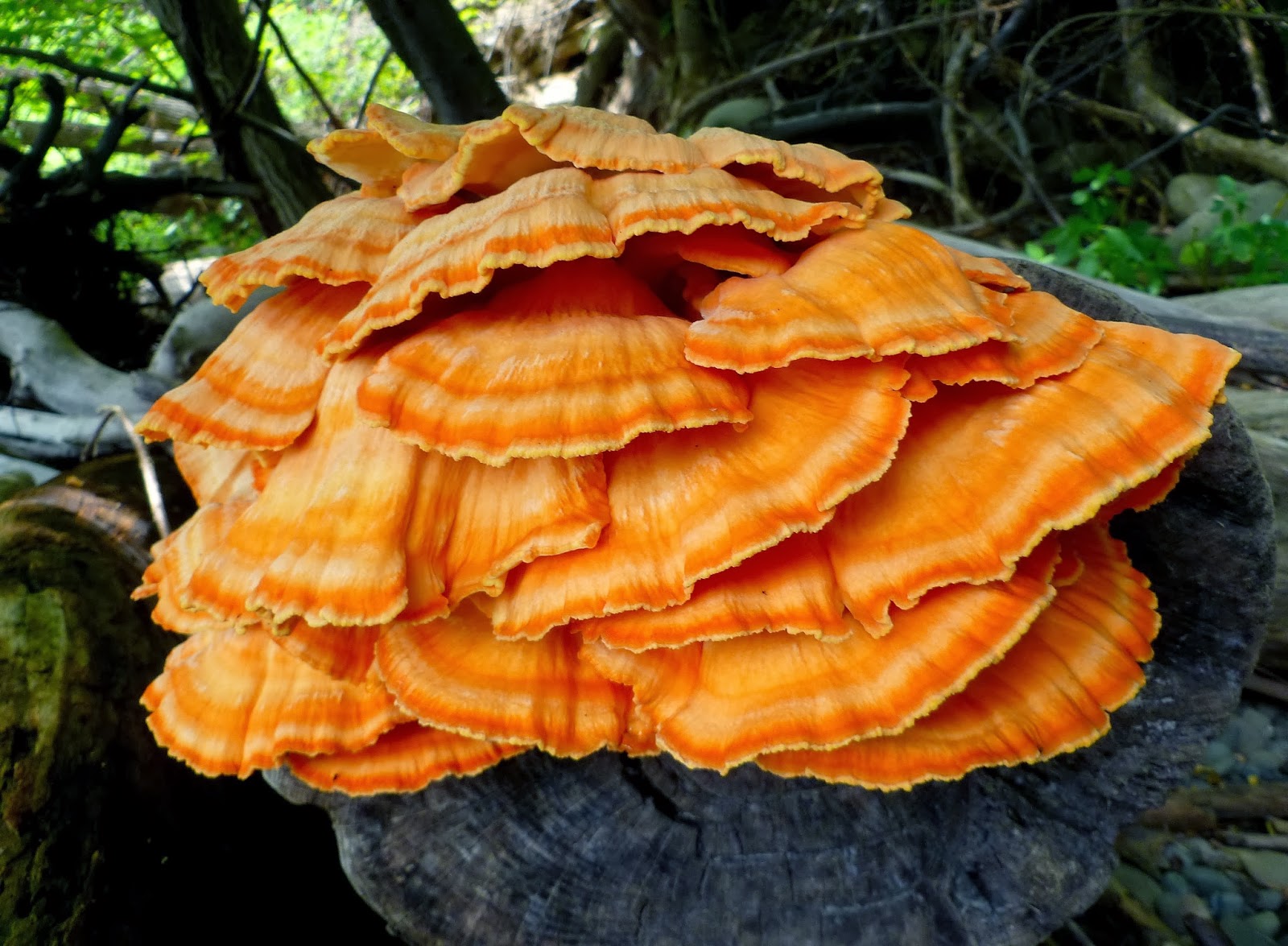 Nature of New York Autumn in the Hudson Valley Part 1 (Mushrooms)