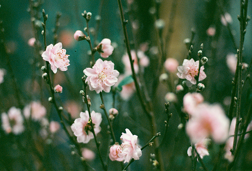 flower photography tumblr flower photography tumblr