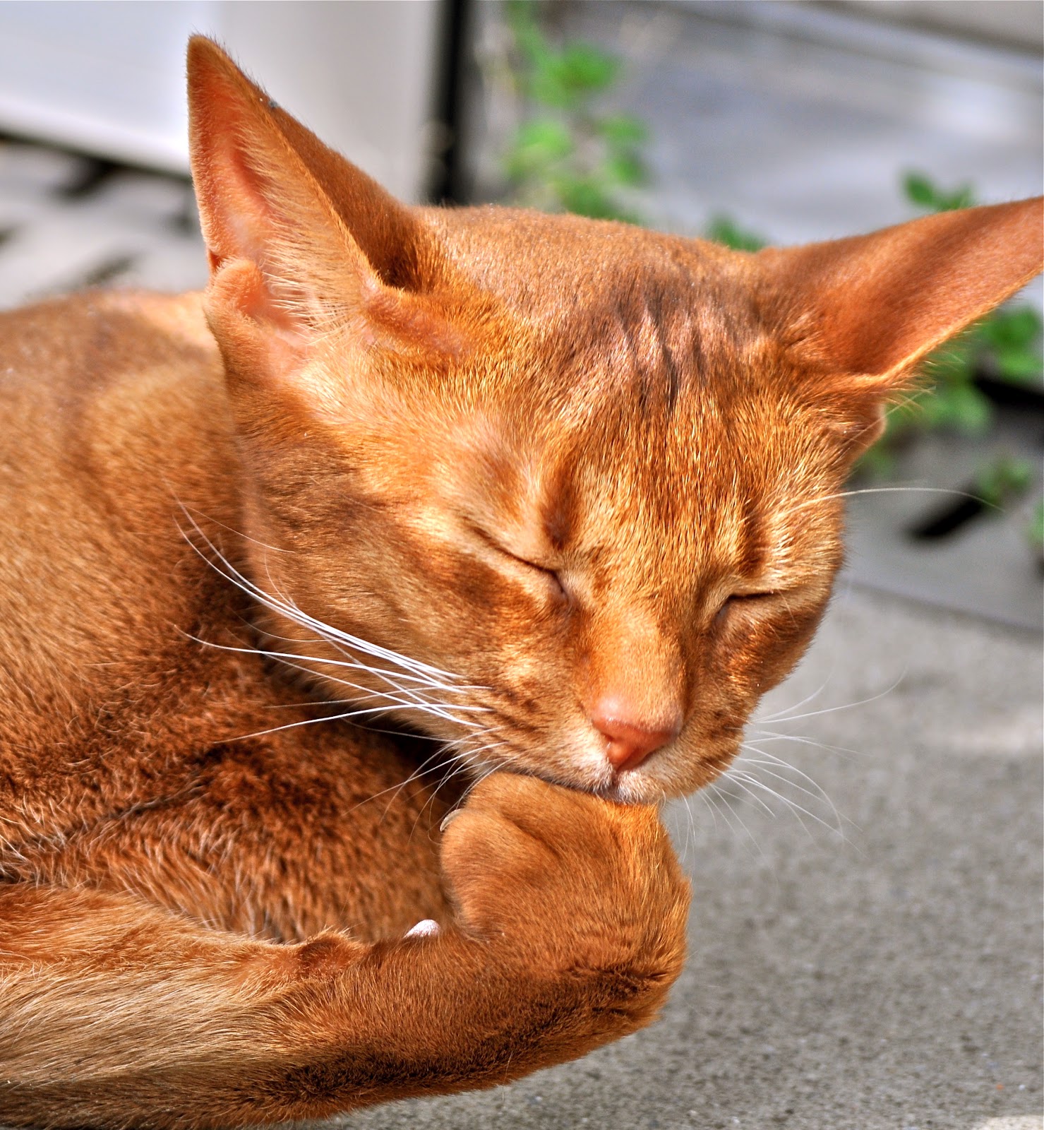 cat grooming its paws freebie Cat Images Free