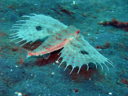 sea deep creature creatures ocean fish animals flying strange underwater unusual unique pretty water animal weird gurnard oriental found saltwater