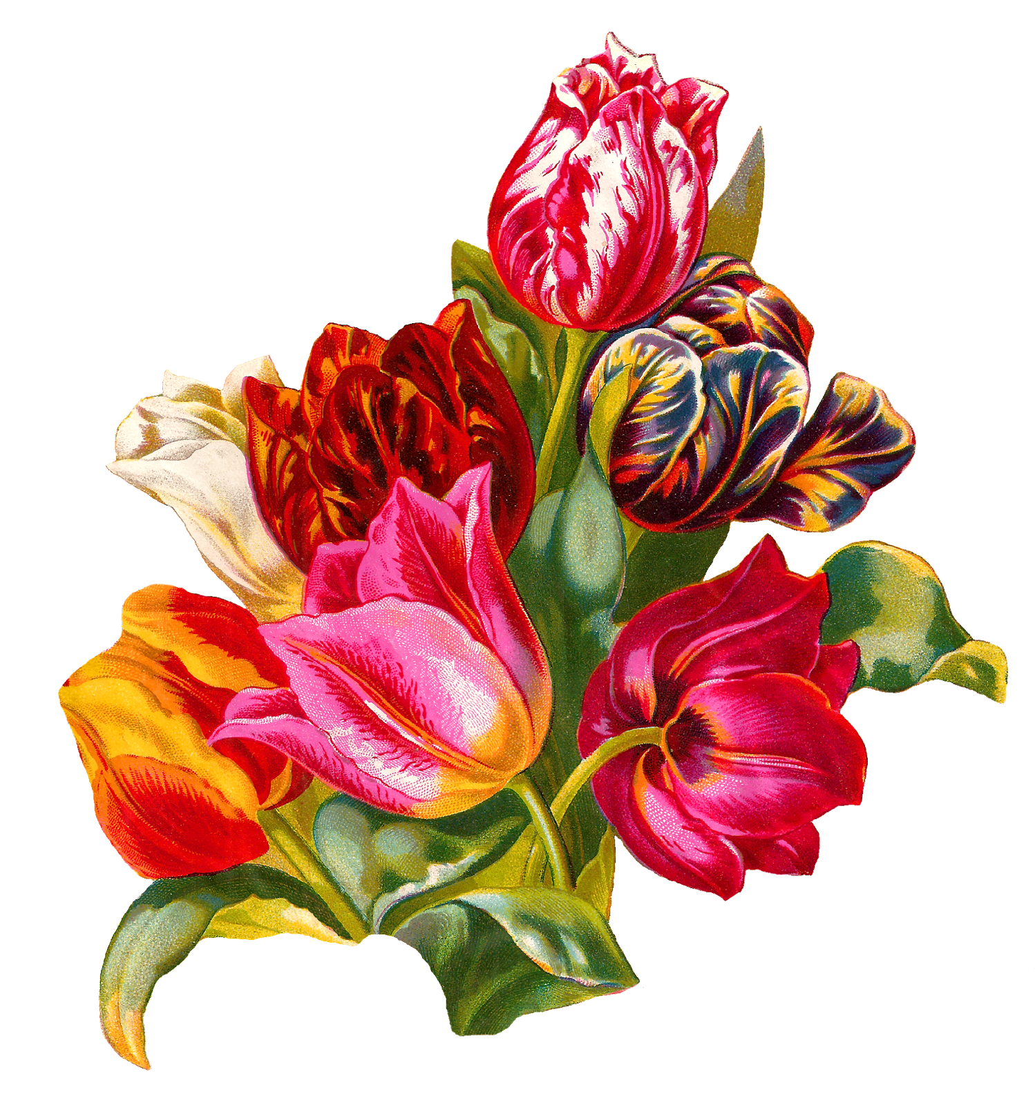 antique-images-botanical-artwork-tulip-flower-digital-illustration