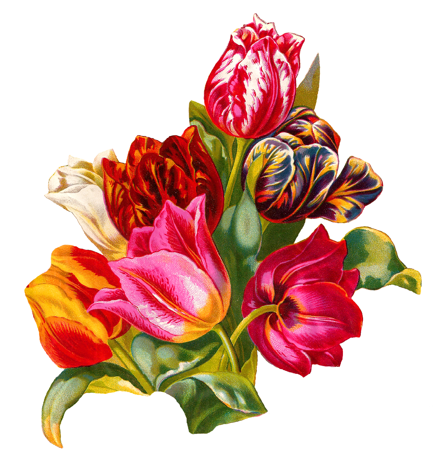 Antique Images Botanical Artwork Tulip Flower Digital Illustration