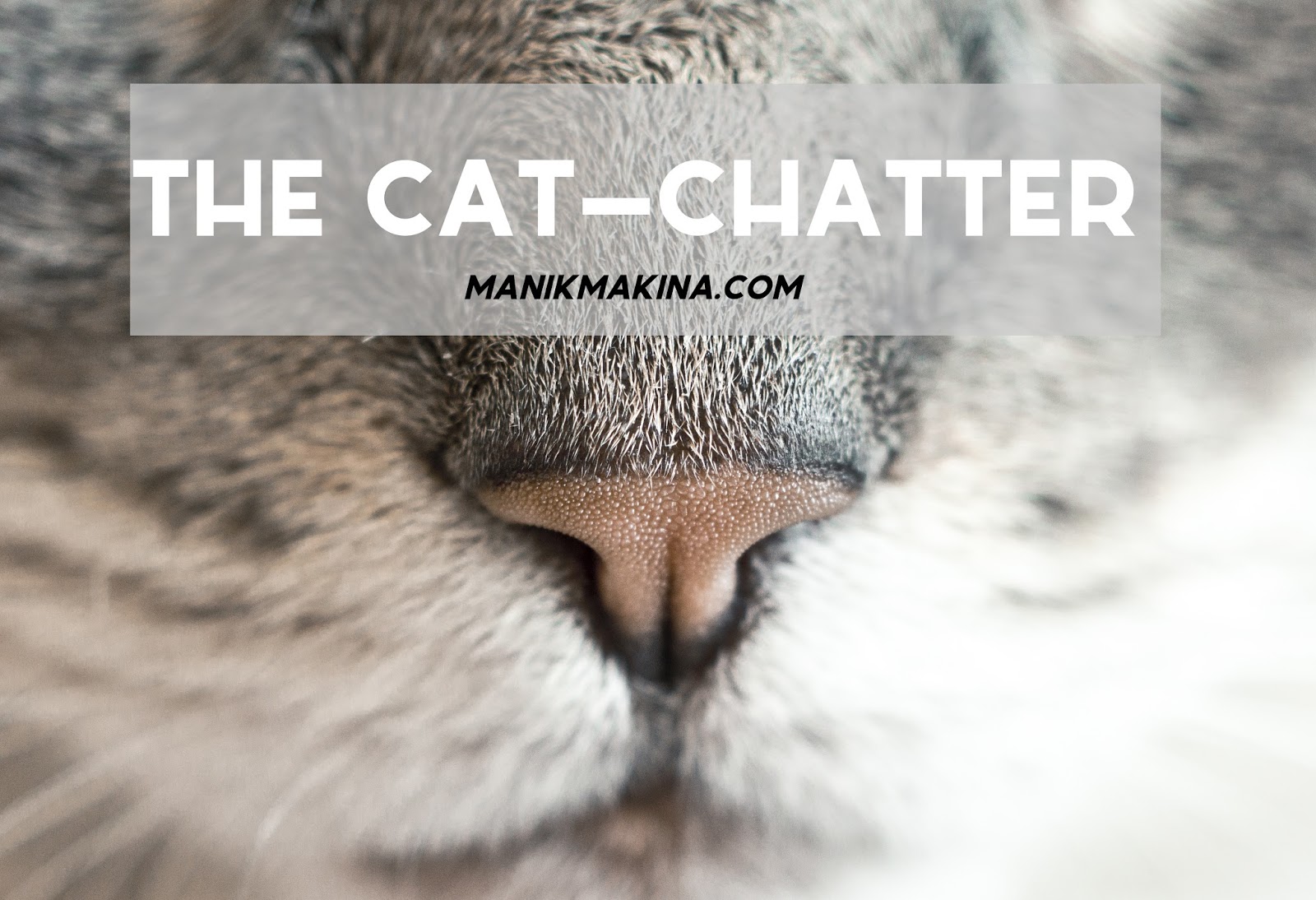 The Cat Chatter: On Pole-scratching, #LoveWins and #LoveCats