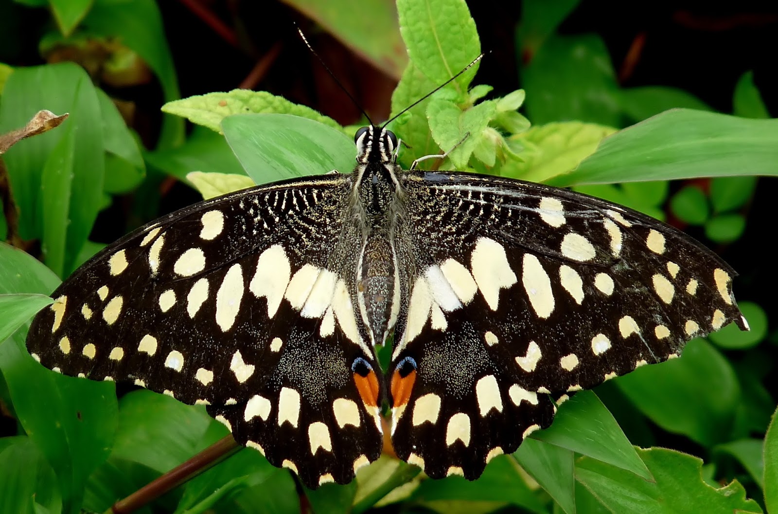 Insects: Common Lime Butterfly Papilio demoleus UP