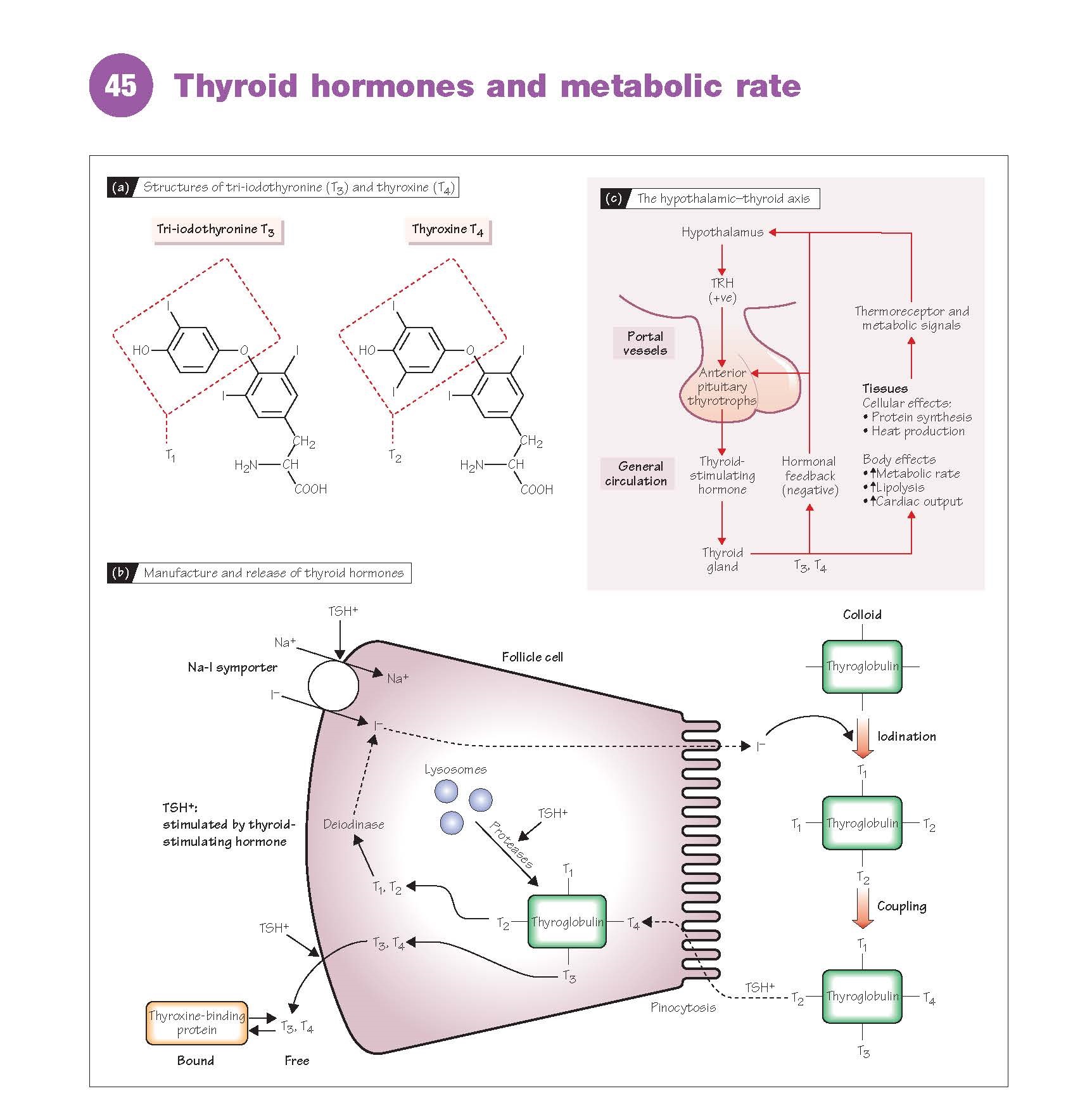 Thyroid Hormones And Metabolic Rate pediagenosis