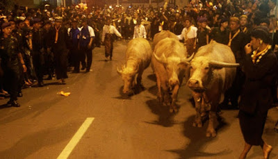 Kirab Kebo Bule Malam 1 Suro di Solo Kirab Kebo Bule Malam 1 Suro di Solo