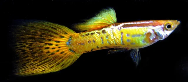 Ikan Guppy Cobra Kuning - Cara Budidaya Ikan