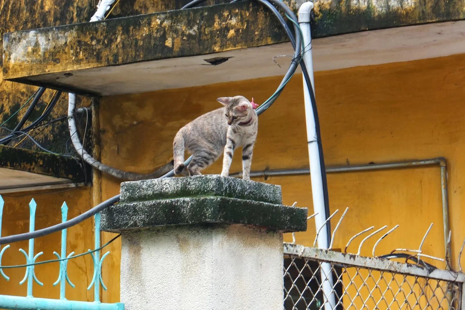 cute-cat-hanoi-vietnam