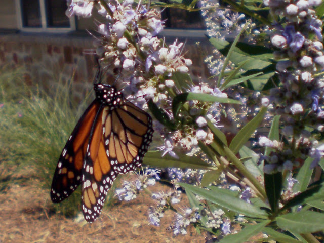 Monarch