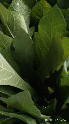 teh daun tin petani tin karawang jual teh daun tin