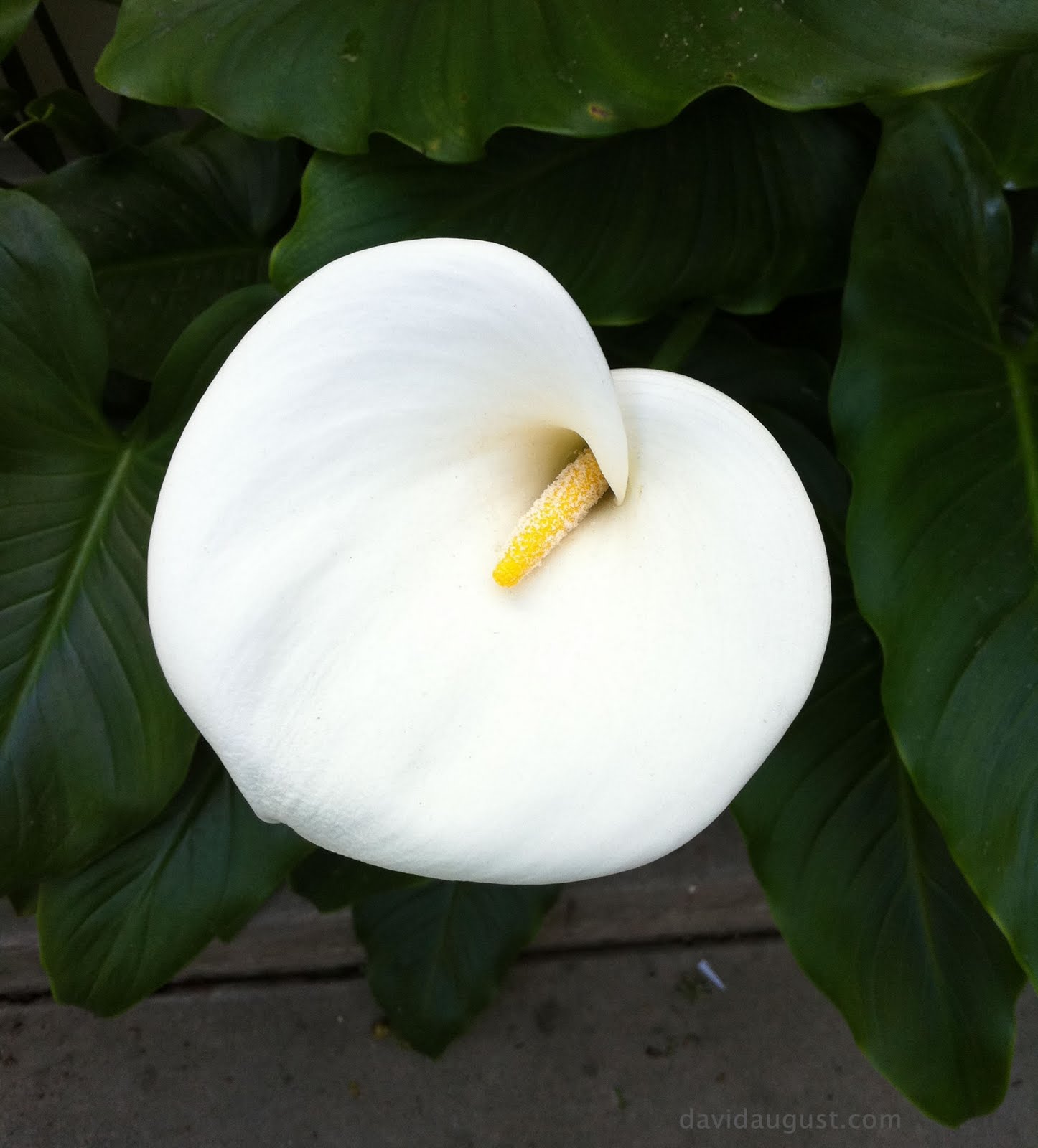 Top 91+ Images white flower with a yellow center Completed