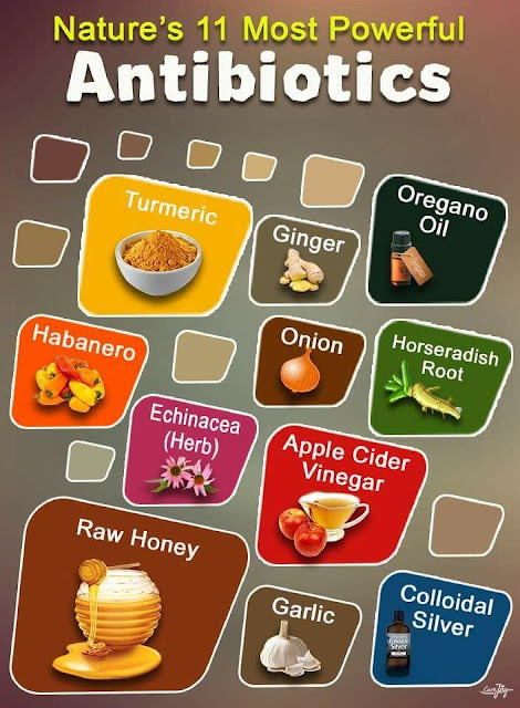 11 MOST POWERFUL ANTIBIOTICS NATURAL PAINKILLERS gano Oil Turmeric Ginger Ore Habanero Onion Horseradish Root Echinacea (Herb) Apple Cider Vinegar Raw Honey Garlic Colloidal
