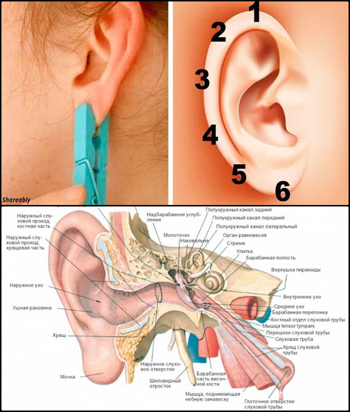 острый наружный отит уха. причины треска в ухе. заболевание среднего уха –средний отит. причины треска в ухе. прищепка.