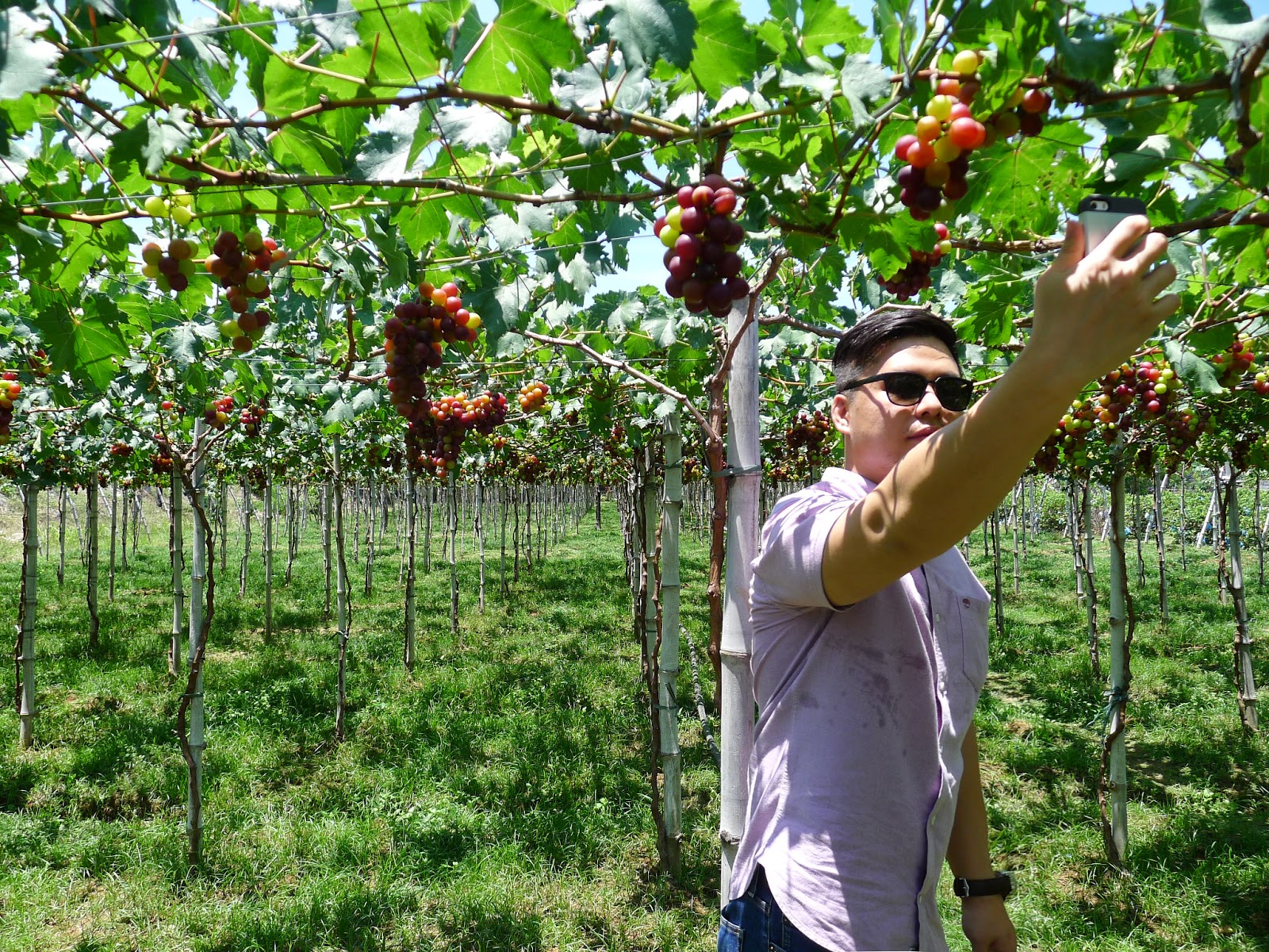 Yes Meding, Grapes Grow In The Philippines!