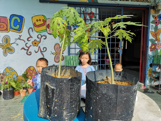 MISI CARI POKOK DHIA DAN DZAL UNTUK KEBUN SAYUR SEKOLAH TABIKA KEMAS MISI CARI POKOK DHIA DAN DZAL UNTUK KEBUN SAYUR SEKOLAH TABIKA KEMAS