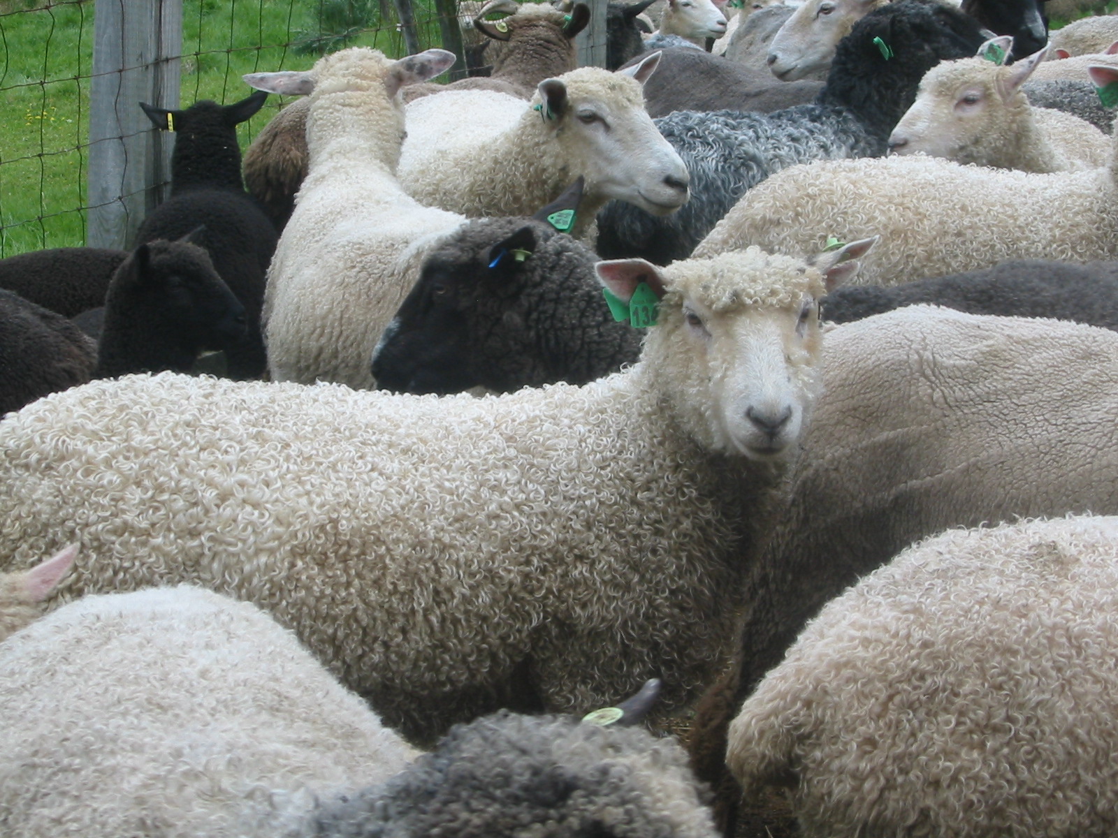 Knee Deep in Sheep: Some Spring Cleaning
