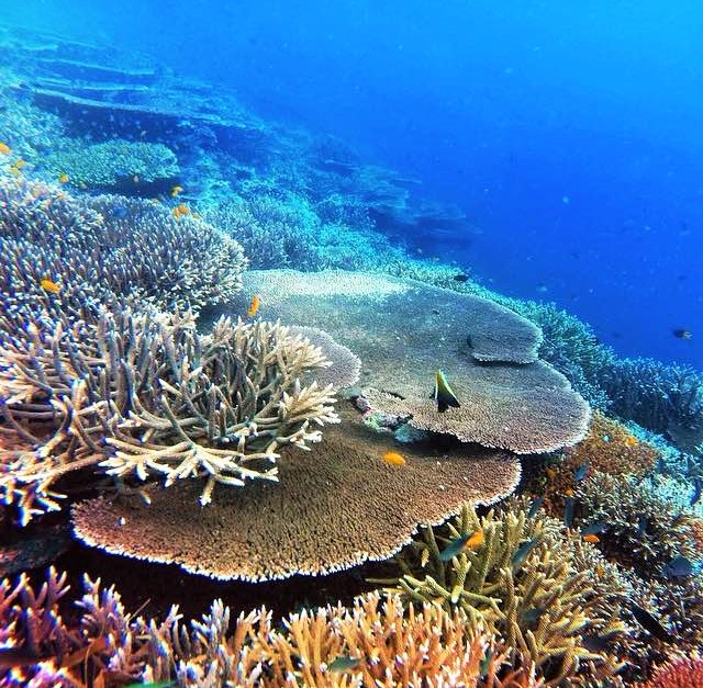 Tanjung Konde - Taman Bawah Laut Tersembunyi Di Maluku Utara 1 http://wisataonesia.com/