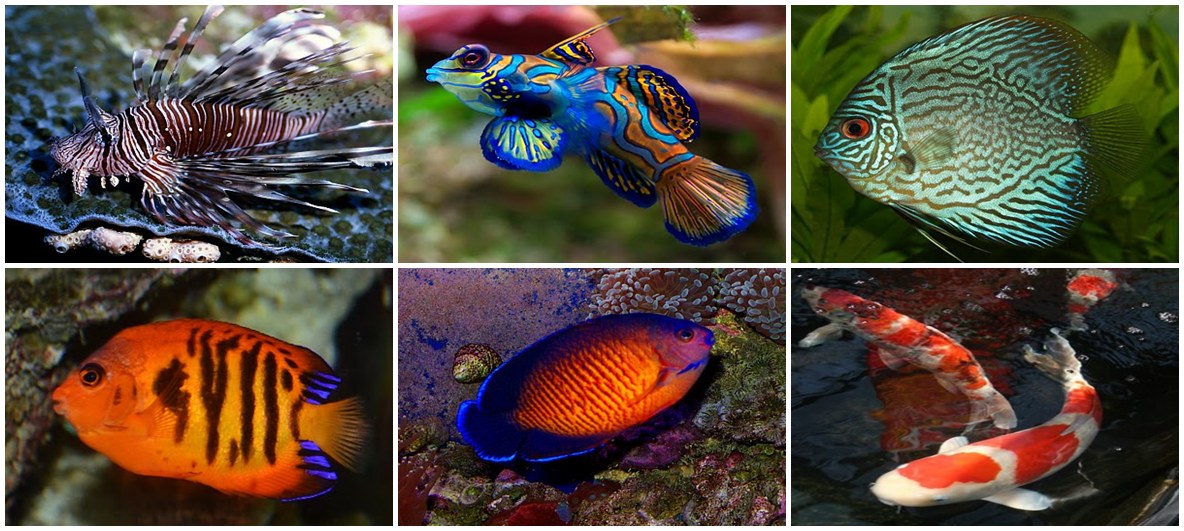 7 Ikan Paling Cantik di Dunia | Loper Artikel