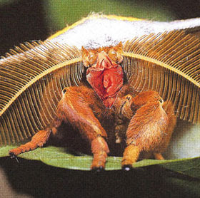 a moth's vagina