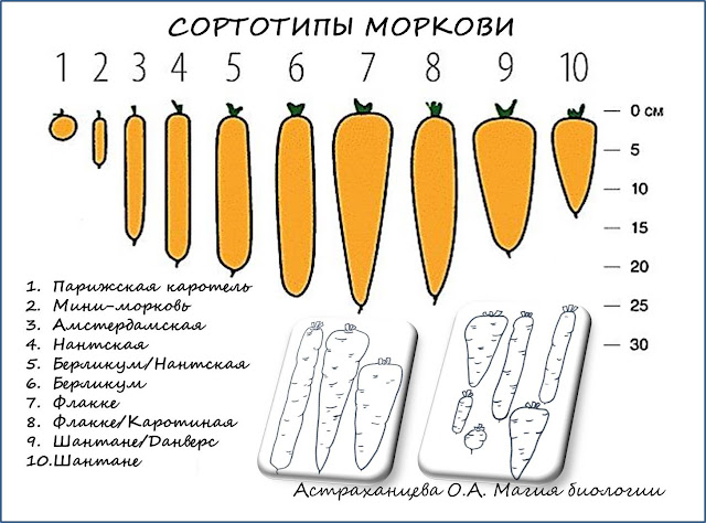 сортотипы моркови магия биологии