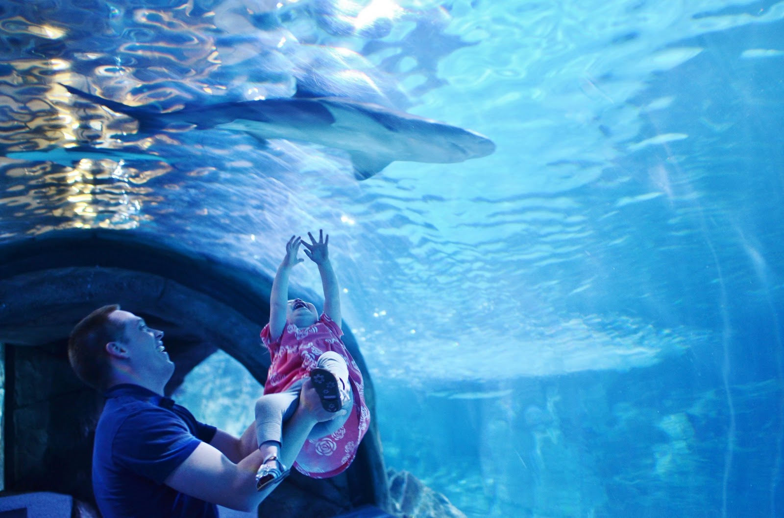 Adventures in Japan! Kentucky!! the newport aquarium.