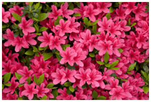 Flores e Frases : Onze horas cor de rosa.