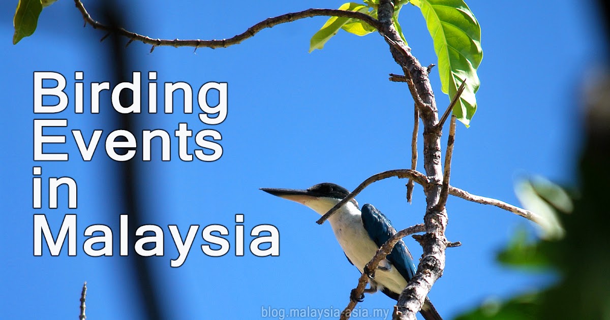 birding events in malaysia malaysia asia birding events in malaysia malaysia asia
