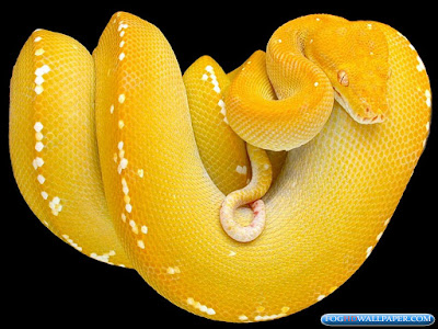 Desktop Python Snakes