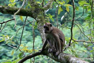 curug omas lembang bandung