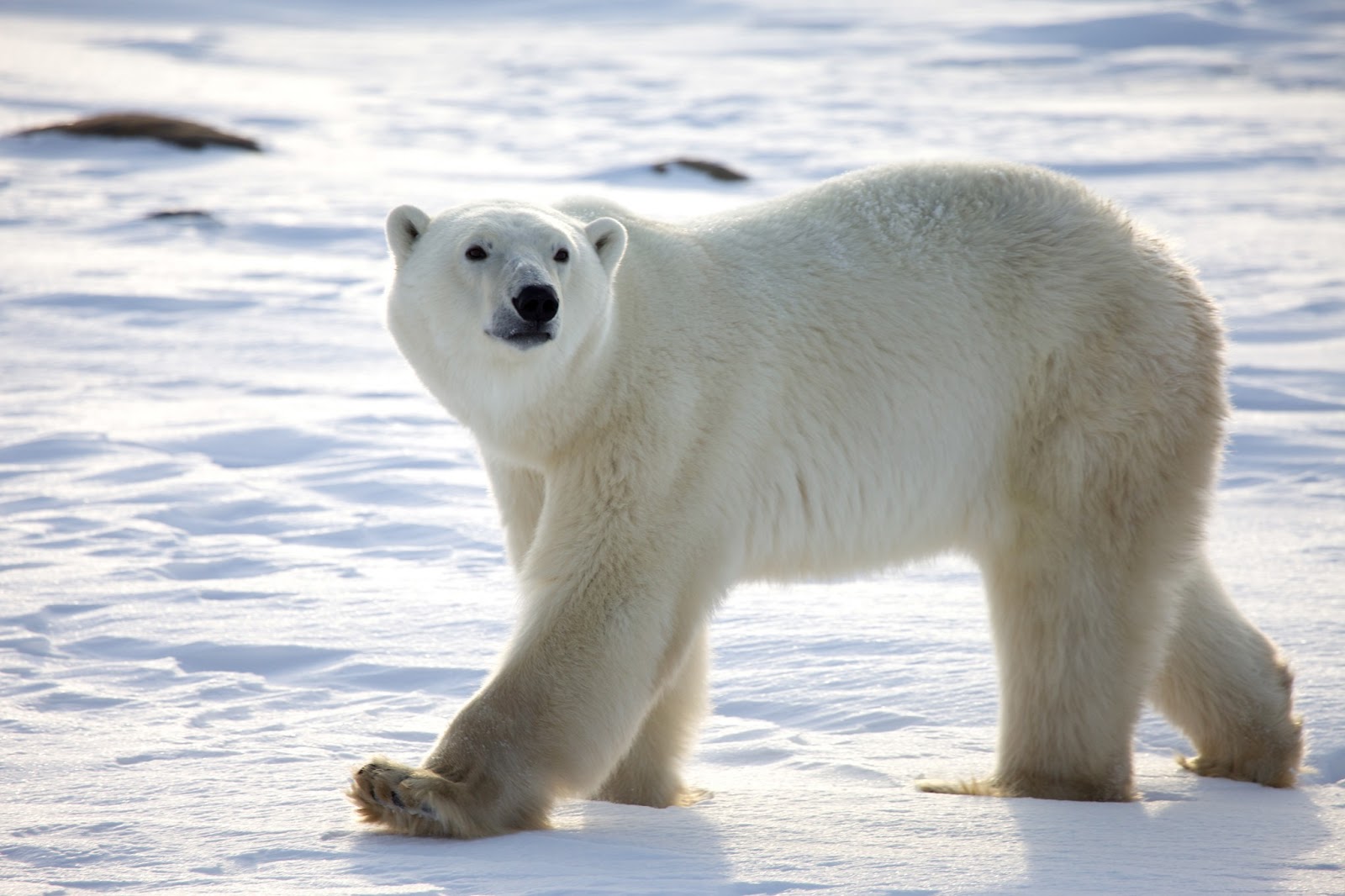 WildLife Of World