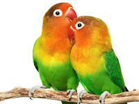 Cara Ternak Burung Lovebird untuk Pemula Cara Ternak Burung Lovebird untuk Pemula