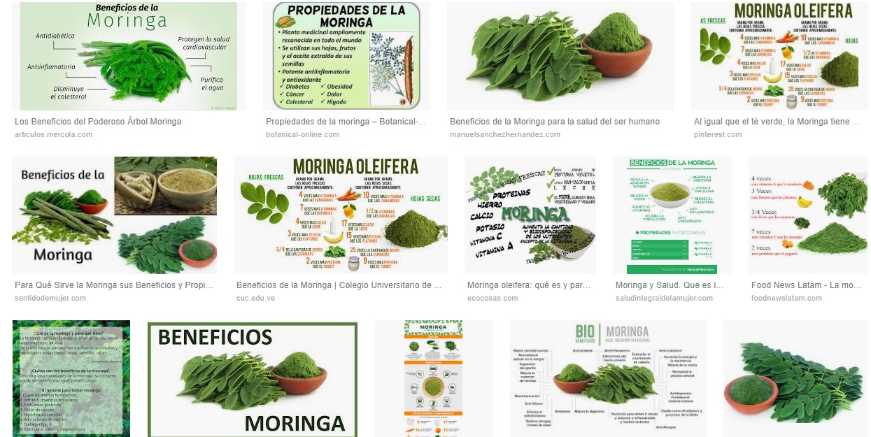 la moringa es buena soldier los riñones