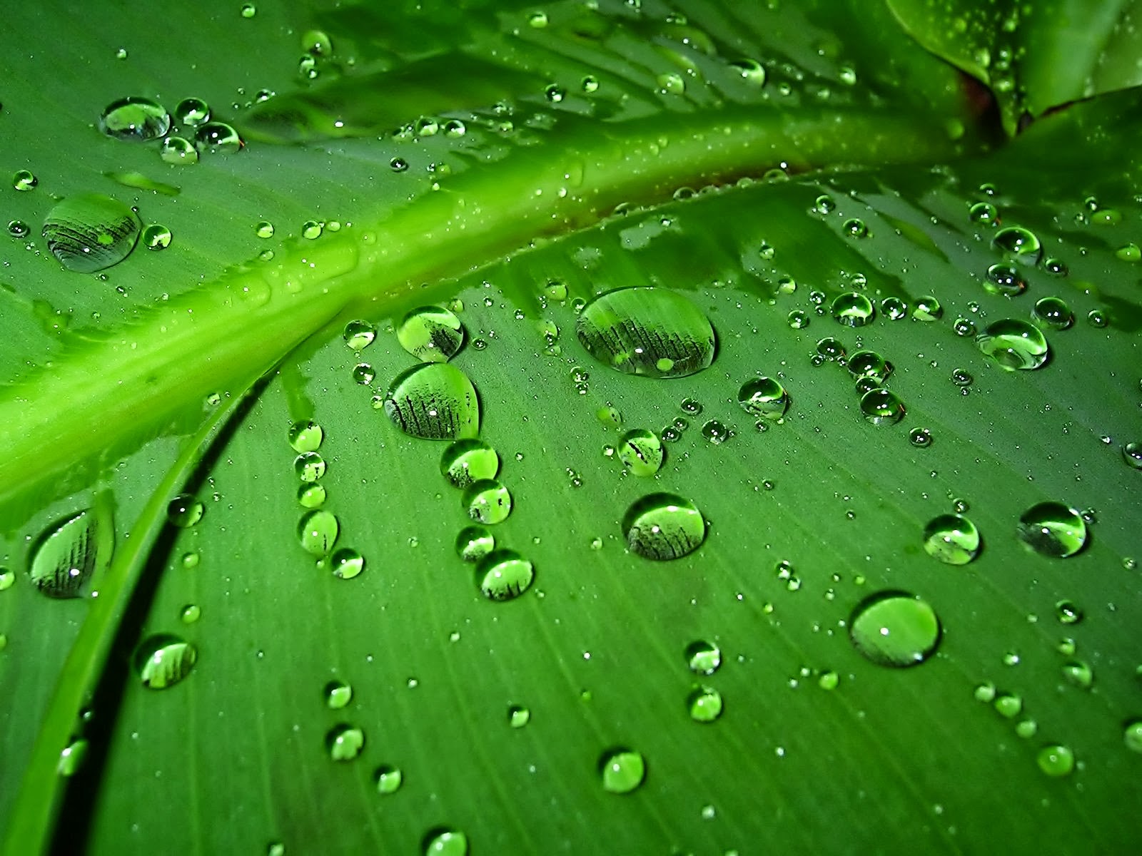 Fondo de Pantalla Hojas verdes con gotas de agua | Imagenes Hilandy