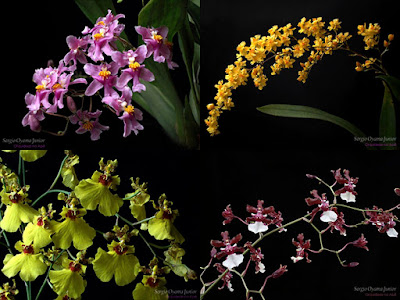 Orquídeas Oncidium