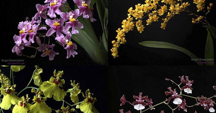 Orquídeas no Apê: Orquídea Oncidium