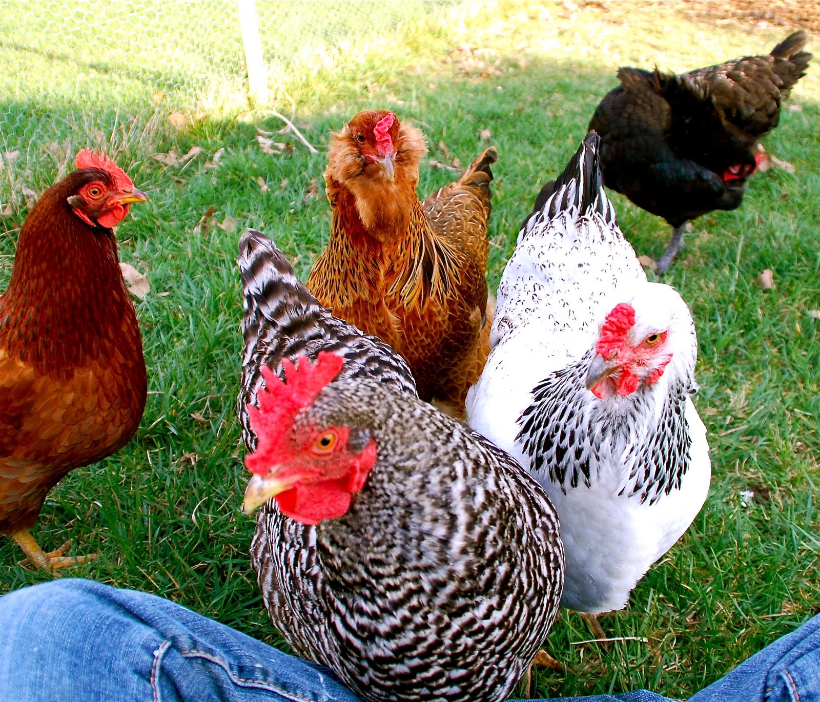 Gracie's Backyard Chickens: What Breed?